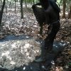 fermenting cocoa before drying